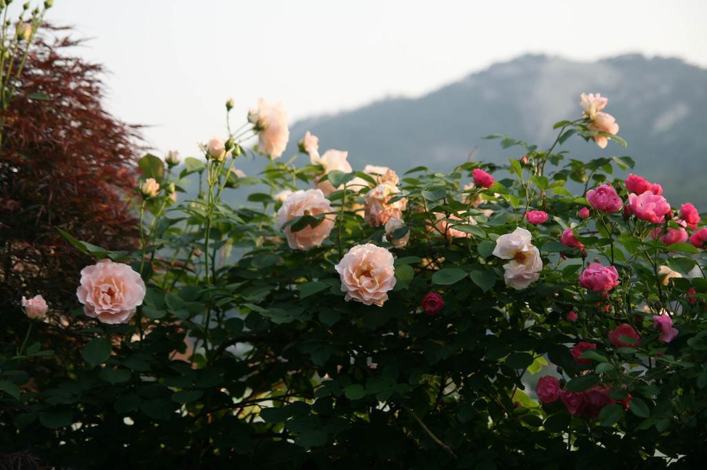 Cindy'S B&B โซล ภายนอก รูปภาพ